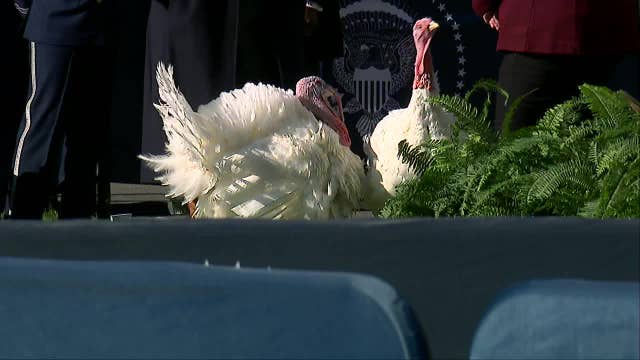 2 Minnesota turkeys pardoned by President Joe Biden