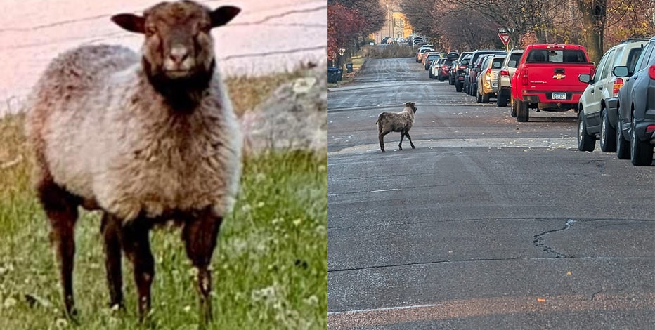 sheepさま　専用　95年8月号とまとめて8冊 Timmy appears for first time ever in Nara's 'nature doughnuts