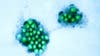 Norovirus cases in MN nearly double this December ahead of holiday season: MDH