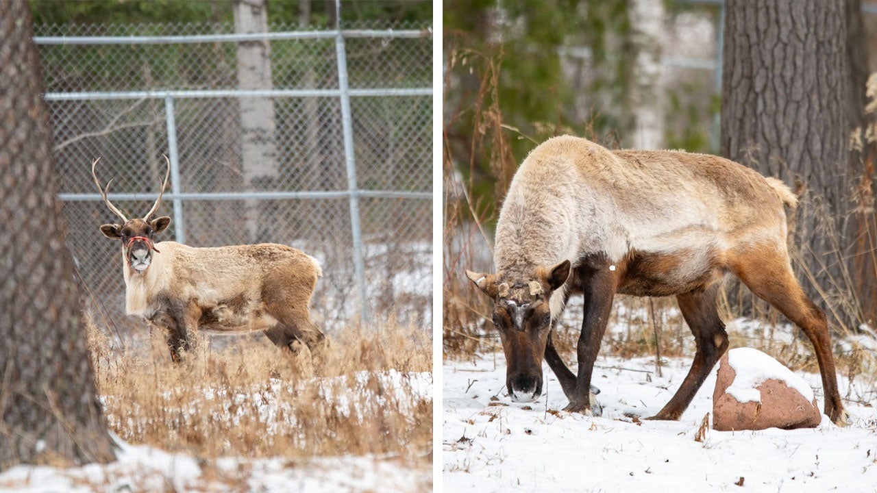 Lake Superior Zoo welcomes 2 new reindeer just in time for