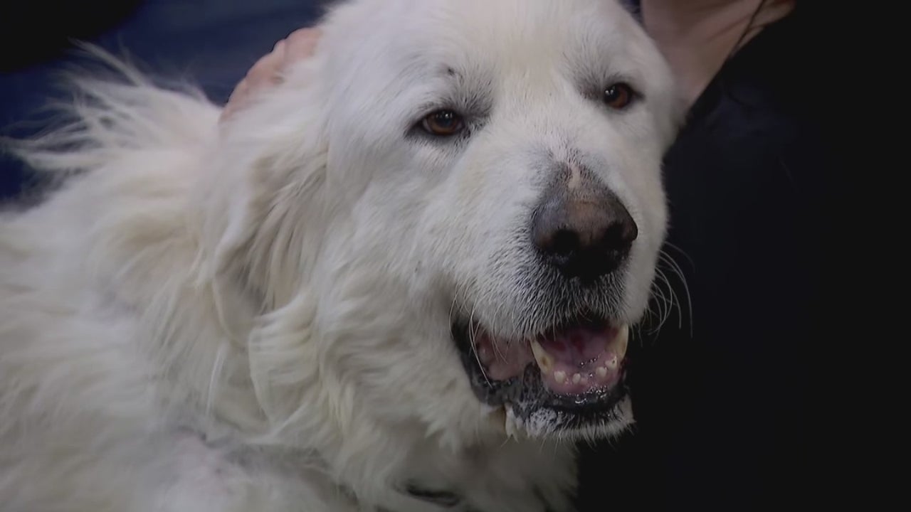 64 animals seized from 'dire' conditions at northern MN animal