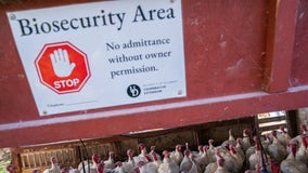 Human bird flu infection case reported in Barron Co., WI