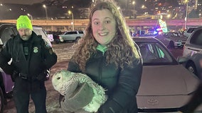 Duluth Good Samaritan rescues 2 different owls on same day