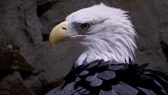 Push to make bald eagle national bird took flight in Minnesota