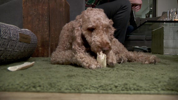 Mini goldendoodle missing for 2 years found 300 miles from home