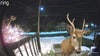 Nova Scotia homeowner interrupts buck snacking on holiday plants: Caught on camera