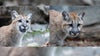 Minnesota Zoo welcomes 2 new pumas found orphaned in the wilderness