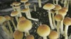 Decriminalizing ‘magic mushrooms’ on Minnesota legislative agenda