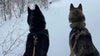 2 dogs shot and killed in northern MN, owner searches for answers