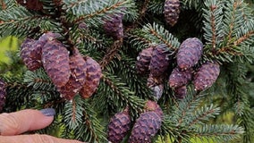 How to get paid collecting conifer cones in northern MN