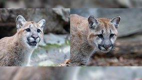 Minnesota Zoo welcomes 2 new pumas found orphaned in the wilderness