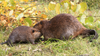 MN senator wants to make it legal to eat beavers again