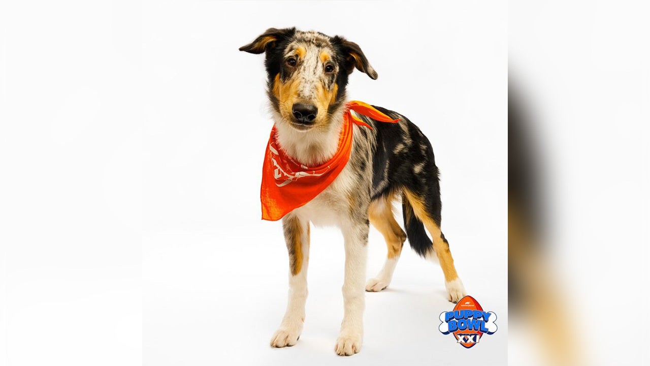 MN dog wins 'Most Valuable Puppy' at Puppy Bowl | FOX 9