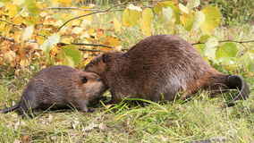 MN senator wants to make it legal to eat beavers again