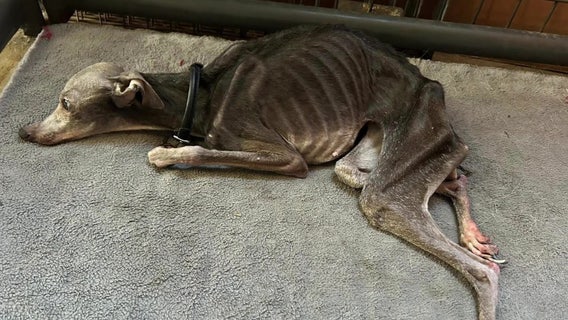 Animal shelter, Anoka Co. Sheriff at odds over alleged animal cruelty case