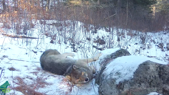These wolves love the scent of 'skunk essence': Video
