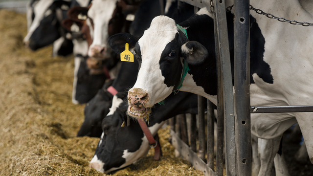 Minnesota will start testing raw cow milk for H5N1 bird flu