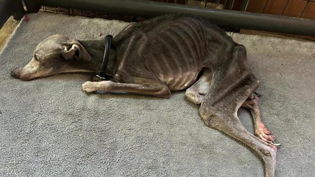 Animal shelter, Anoka Co. Sheriff at odds over alleged animal cruelty case