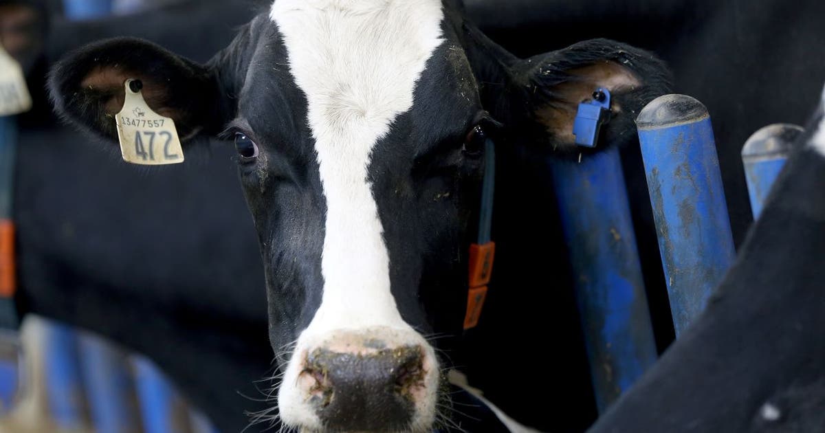 Bird flu detected in Minnesota dairy herd's milk | FOX 9 Minneapolis-St ...