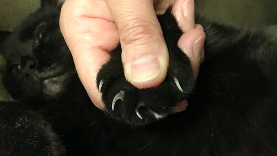 Cat declawing would be illegal under proposed MN bill