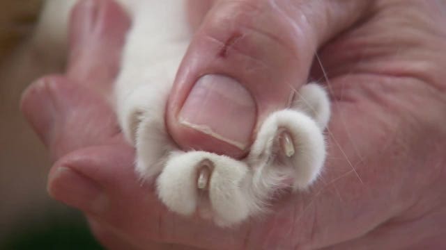 Declawing cats would be illegal in Minnesota under proposed new law