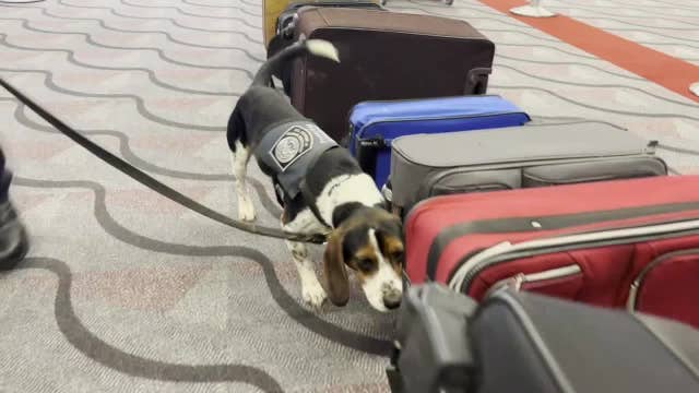 What not to bring home from international trips: US Customs official