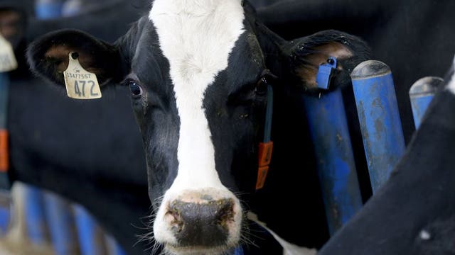 Bird flu detected in Minnesota dairy herd's milk