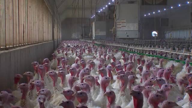 Bird flu outbreak: Handle with care, not panic