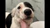 Minnesota dog kennel under investigation over suspected animal cruelty