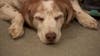 Animal rescues seeing a rise in pet surrendering due to veterinarian costs