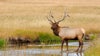 Popular breeding elk illegally shot in western Wisconsin: DNR