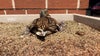 ‘Mallard Maternity Ward’ takes over planter in St. Anthony Village
