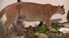 Taxidermized cougar killed in 2023 unveiled to community