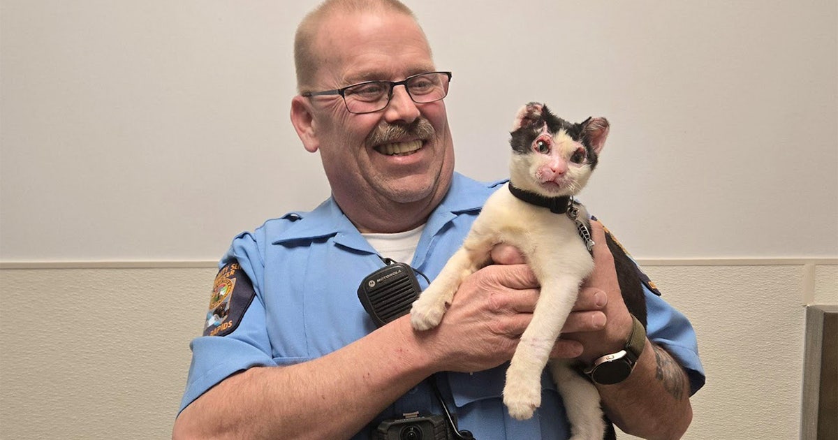 jj-burns-cat.jpg?ve=1&tl=1