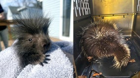 Porcupine hitchhikers return to northern MN