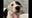 Minnesota dog kennel under investigation over suspected animal cruelty