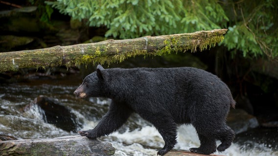Benton County crash kills bear, injures man early Wednesday morning