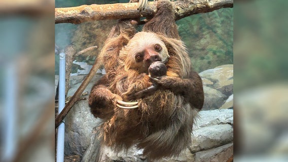 Como Zoo welcomes baby sloth after surprise birth