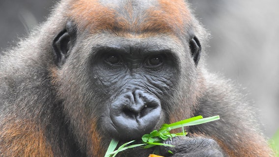 Como Park western lowland gorilla euthanized