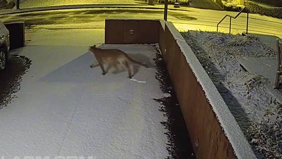 Minneapolis cougar memorialized in taxidermy: When and where to see it