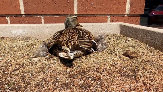 ‘Mallard Maternity Ward’ takes over planter in St. Anthony Village