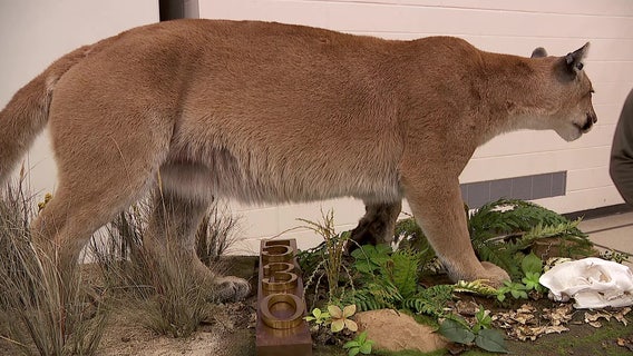 Taxidermized cougar killed in 2023 unveiled to community