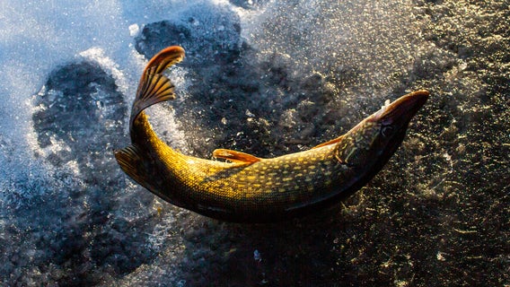 WI Fishing Finder: Online tool helps anglers discover new spots