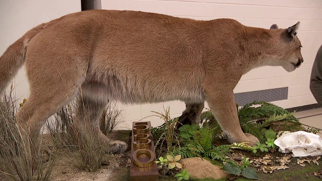 Taxidermized cougar killed in 2023 unveiled to community