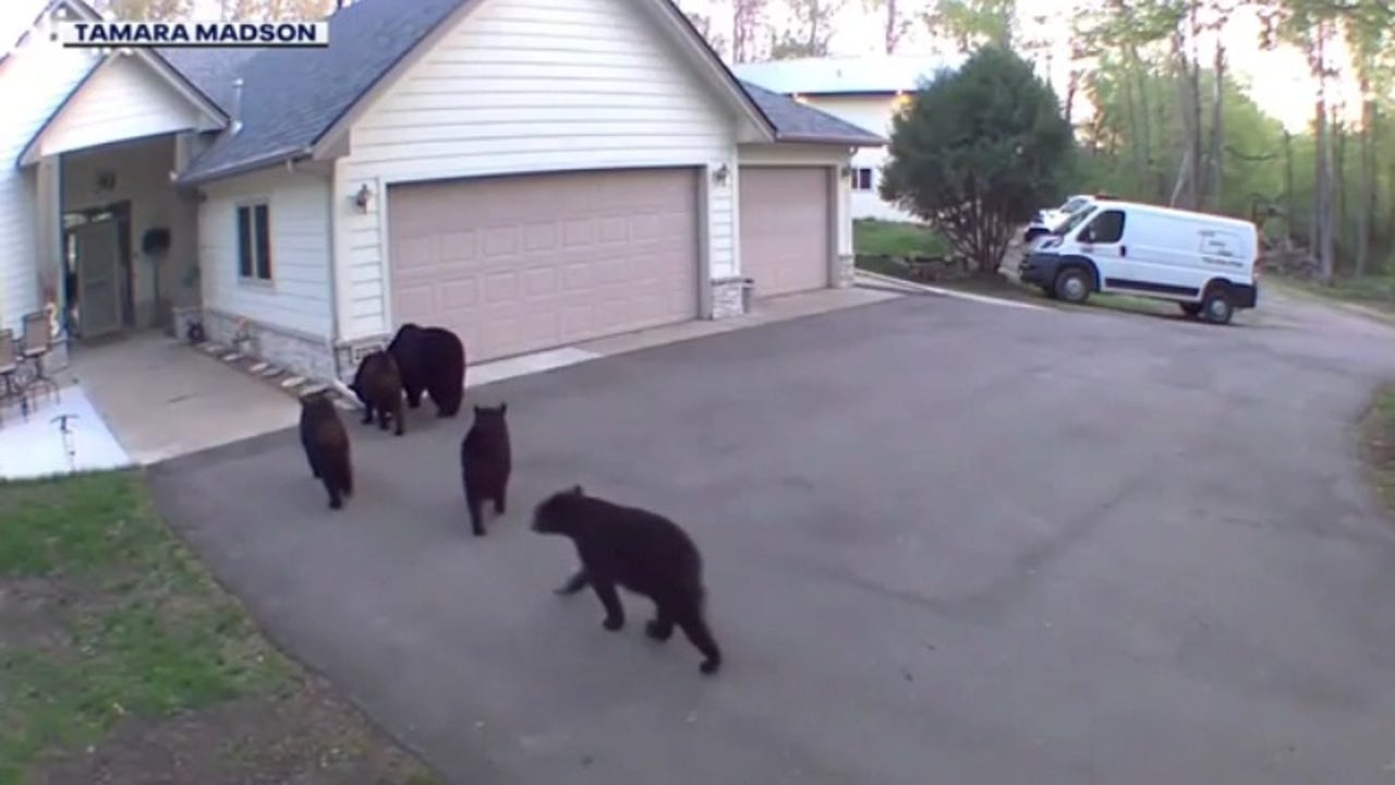 5 bears caught on camera making visits to rural Isanti home | FOX
