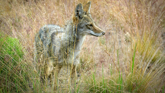 Chaska PD: Don't call 911 for a coyote sighting