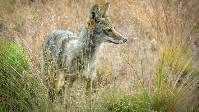 Chaska PD: Don't call 911 for a coyote sighting