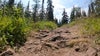 Isle Royale hikers deaths suspected to be murder-suicide: Report