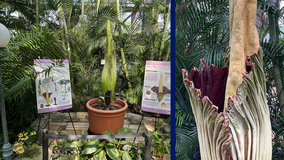 Como Zoo Conservatory corpse flower is blooming: Watch live