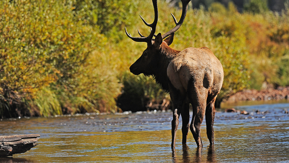 Reward being offered for tips on killing of popular breeding elk in Wisconsin